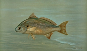 The Kingfish, Whiting, or Barb, Mentichirrhus nebulosus, Harris, William C The Kingfish, Whiting, or Barb, Mentichirrhus nebulosus, Harris, William C