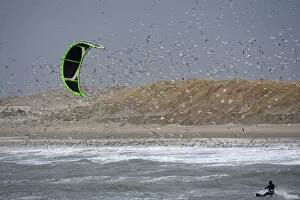 Images Dated 29th December 2011: Kitesurfer disturbing gulls at an high roost, The Netherlands