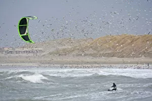 Images Dated 29th December 2011: Kitesurfer disturbing gulls at an high roost, The Netherlands