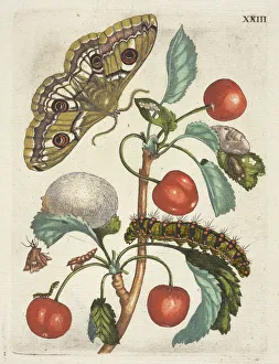 Krieken De Europische insecten Merian Maria Sibylla Krieken De Europische insecten Merian Maria Sibylla