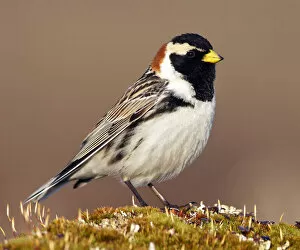 Lapland Longspur Gallery: Lapland Bunting, United States