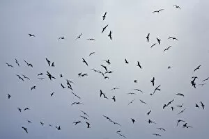 Images Dated 7th April 2006: Large flock off Ascension Frigatebirds flying, Fregata aquila, Ascension Island