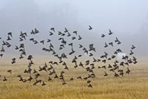 Images Dated 2nd October 2004: Large group of Common Starlings in flight, Sturnus vulgaris