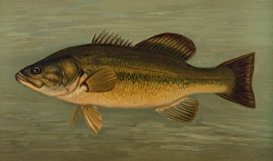The Large-Mouthed Black Bass, Micropterus salmoides, Harris, William C. (William Charles) The Large-Mouthed Black Bass, Micropterus salmoides, Harris, William C. (William Charles)