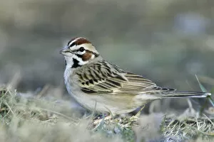 Images Dated 31st January 2005: Lark Sparrow, Chondestes grammacus, United States