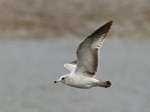 Images Dated 19th January 2013: Larus delawarensis, Ring-billed Gull