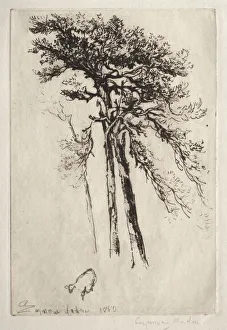 Latest Tree 1882 Francis Seymour Haden British Latest Tree 1882 Francis Seymour Haden British
