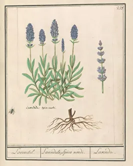 Lavender Lavandula Lavendula Spica nardi Lavende Lavender Lavandula Lavendula Spica nardi Lavende