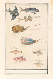 Leaf seven different fish horseshoe crab numbered 1-7 Leaf seven different fish horseshoe crab numbered 1-7