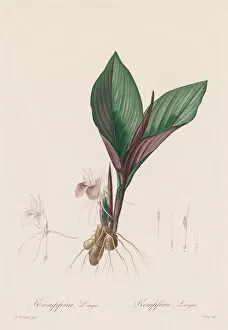 Les Liliacees Kaempferia longa 1802-1816