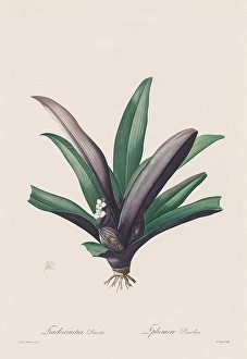 Les Liliacees Tradescantia discolor 1802-1816 Les Liliacees Tradescantia discolor 1802-1816