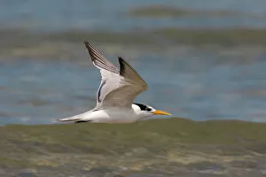 Images Dated 4th November 2007: Lesser Crested Tern in flight, Thalasseus bengalensis, Oman