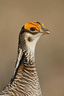Images Dated 12th April 2006: Lesser Prairie-Chicken