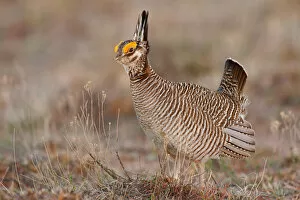 Images Dated 12th April 2006: Lesser Prairie-Chicken
