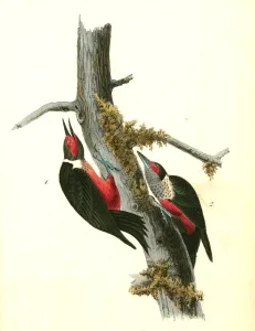 Lewis Woodpecker. 1. Male. 2. Female., Audubon, John James, 1785-1851 Lewis Woodpecker. 1. Male. 2. Female., Audubon, John James, 1785-1851