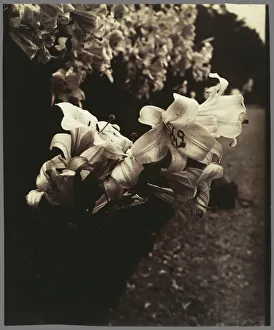 Lilies Eugene Atget French 1857 1927 Paris France Lilies Eugene Atget French 1857 1927 Paris France