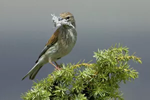 Images Dated 29th June 2007: Linnet with nestingmaterial