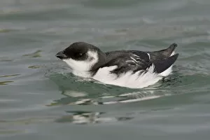 Images Dated 11th November 2007: Little Auk in winter plumage swimming, Alle alle, Netherlands