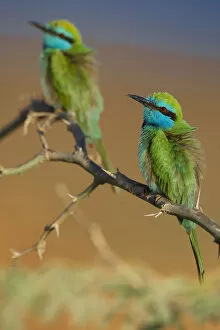 Images Dated 23rd November 2008: Little green bee-eater perched, Oman