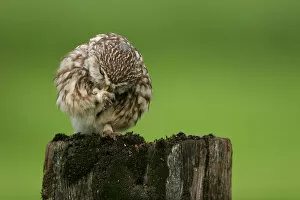 Images Dated 21st July 2007: Little Owl adult preening Netherlands, Athene noctua