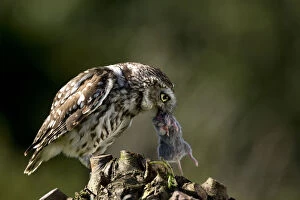 Images Dated 14th September 2008: Little Owl with mouse, Athene noctua