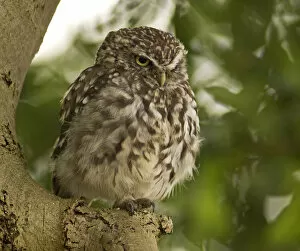 Images Dated 1st September 2007: Little Owl perched in fruit tree Netherlands, Athene noctua