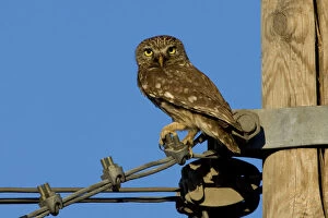 Images Dated 21st July 2007: Little owl perched on a pole
