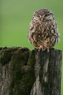 Images Dated 19th July 2007: Little Owl perched on pole Netherlands, Athene noctua
