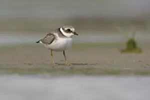 Images Dated 25th August 2008: Little Ringed Plover perched, Charadrius dubius, Netherlands