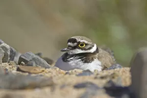 Images Dated 13th June 2004: Little Ringed Plover sitting on its nest, Charadrius dubius