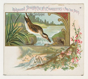 Little Sandpiper Game Birds series N40 Allen & Ginter Cigarettes Little Sandpiper Game Birds series N40 Allen & Ginter Cigarettes
