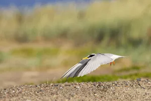 Images Dated 8th July 2009: Little Tern adult flying, Sternula albifrons
