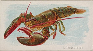 Lobster Fish American Waters series N8 Allen & Ginter Cigarettes Brands Lobster Fish American Waters series N8 Allen & Ginter Cigarettes Brands