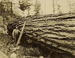 Logger crosscut saw felled tree Darius Kinsey Logger crosscut saw felled tree Darius Kinsey