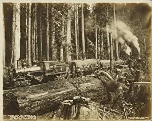 Logging Train Donkeys Wonderful Woods Washington Logging Train Donkeys Wonderful Woods Washington