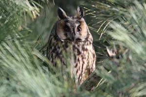 Images Dated 24th February 2008: Long-eared Owl perched on branch, Asio otus