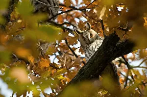Images Dated 14th November 2011: Long-eared Owl perched in an oak, Asio otus, Hongary
