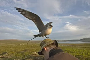 Images Dated 10th July 2006: Long-tailed Skua adult defending its nest, Norway