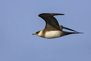 Images Dated 14th June 2014: Long-tailed Skua in flight, Italy