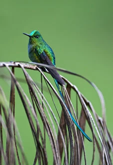 Aglaiocercus Gallery: Long-tailed Sylph perched, Aglaiocercus kingii, Colombia