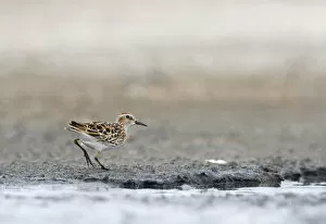 Sandpipers Gallery: Long Toed Stint Collection