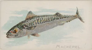 Mackerel Fish American Waters series N8 Allen & Ginter Cigarettes Brands Mackerel Fish American Waters series N8 Allen & Ginter Cigarettes Brands