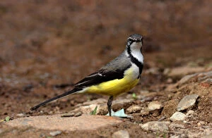 Images Dated 20th November 2010: Madagascar Wagtail