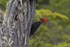 Images Dated 8th March 2006: Magellanic Woodpecker male perched against a tree, Campephilus magellanicus