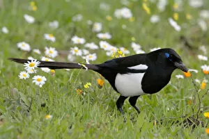 Images Dated 21st February 2006: Maghreb Magpie perched, Pica mauritanica, Morocco