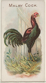 Malay Cock Prize Game Chickens series N20 Allen & Ginter Cigarettes Malay Cock Prize Game Chickens series N20 Allen & Ginter Cigarettes