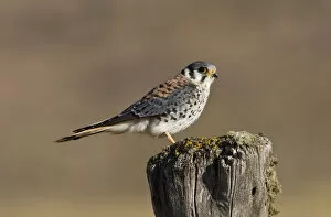 Images Dated 6th March 2006: Male American Kestrel perched on pole, Falco sparverius