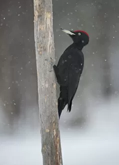 Images Dated 19th February 2012: Male Black Woodpecker in winter, Dryocopus martius, Sweden