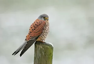 Images Dated 20th February 2005: Male Common Kestrel perched, Falco tinnunculus