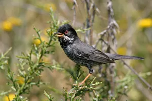 Images Dated 28th April 2004: Male Cyprus Warbler singing in low bush, Sylvia melanothorax